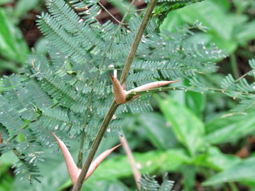 thorn cock-spur leaf