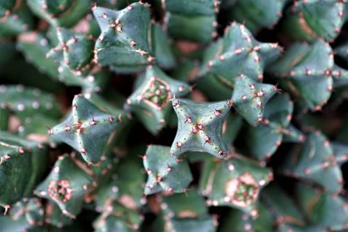 thorn cactus plant
