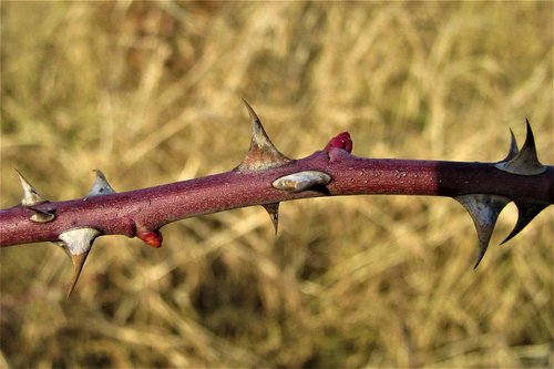 thorn  button  branch