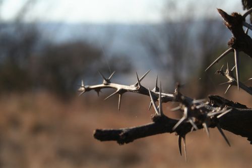 thorn tree dry winter