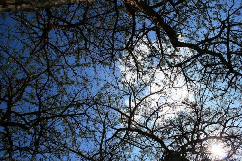 thorn tree tree branches