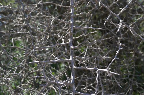 thorns blackthorn texture