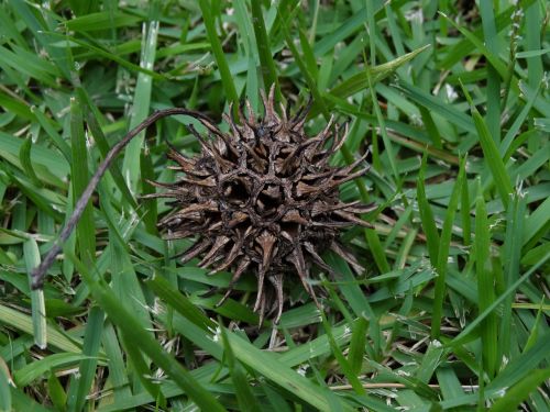 thorns cone tree