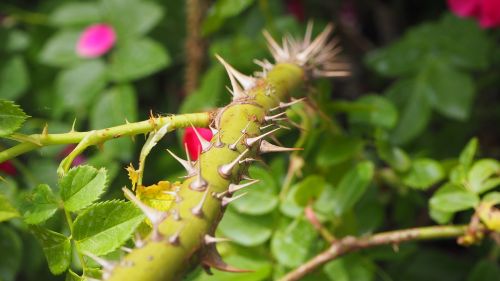 thorns stem plant