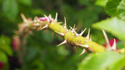 thorns stem plant