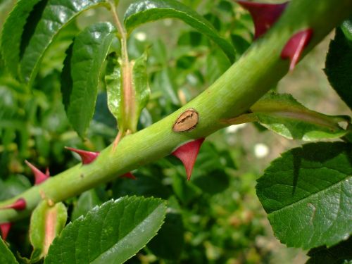 thorns spikes plant