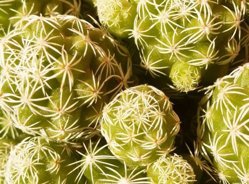 thorns cactus green