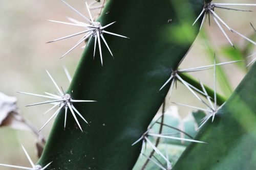 thorns cactus green