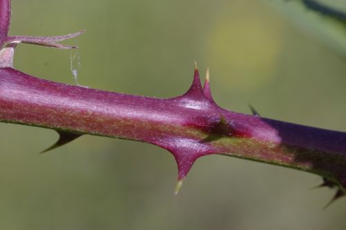 thorns sting plant