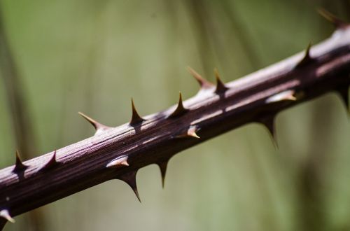 thorns nature plant
