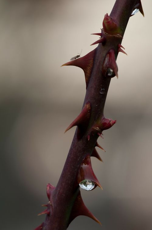 thorns winter roses