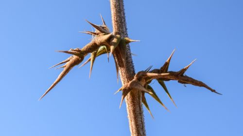 thorns plant nature