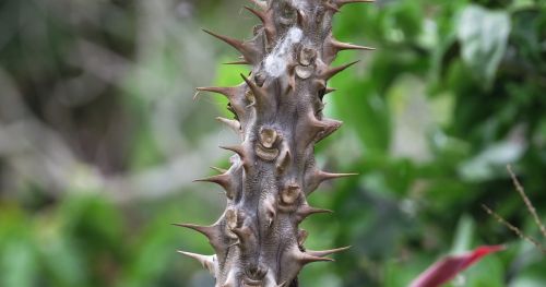 thorns prickly acute