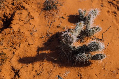 thorns cactus plant