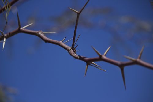 thorns kalahari desert namibia
