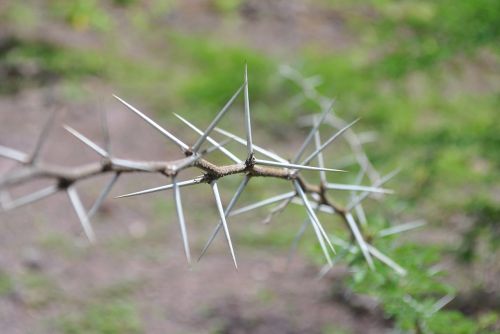 thorns huizache nature