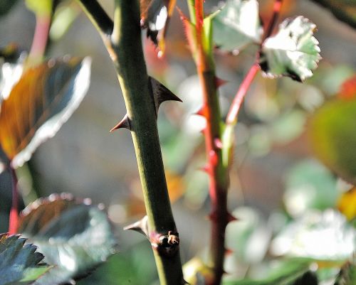 thorns close plant