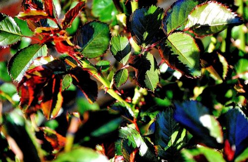 thorns branches section