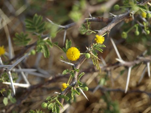 thorns spur close