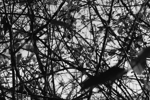 thorns  black white  plant