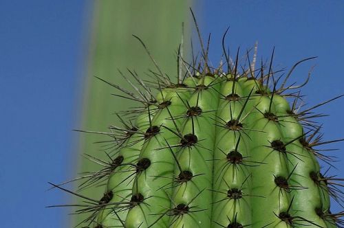 thorns green cactus