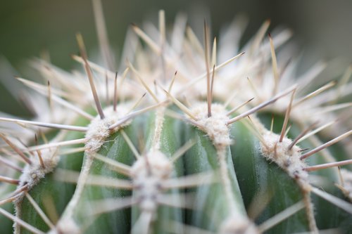 thorns  cactus  plant
