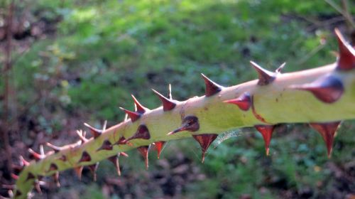 thorns pointed sharp