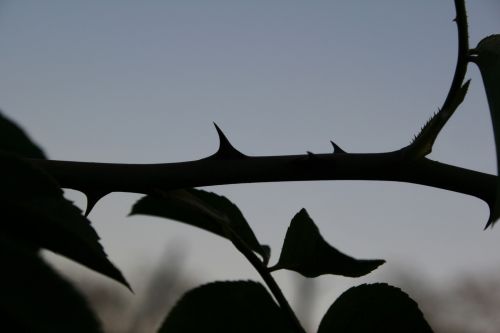 Thorns On Rose Bush