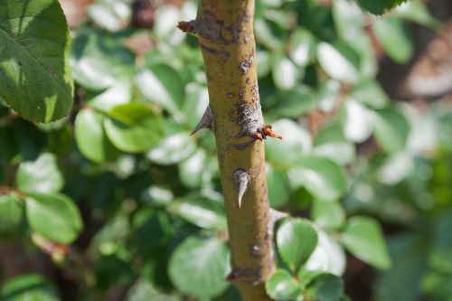 Thorns On Rose Cane