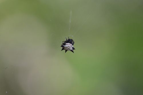 thorny spider black