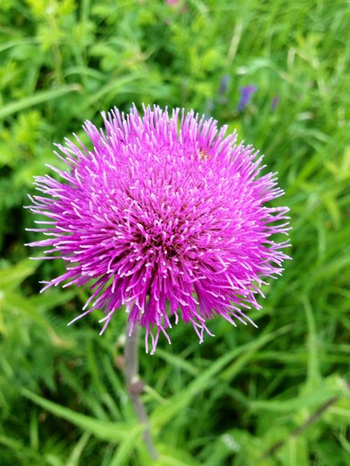 thorny flower plant