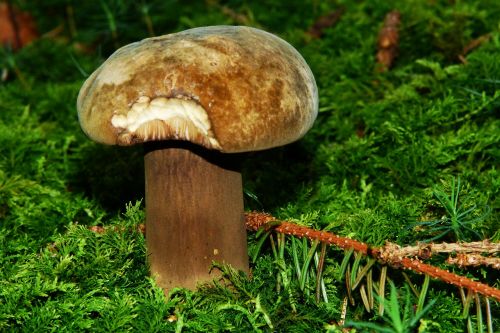porphyrellus porphyrosporus mushroom forest mushroom