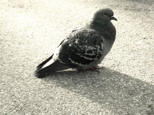 Thoughtful Pigeon