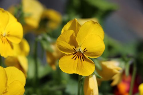 thoughts flowers nature