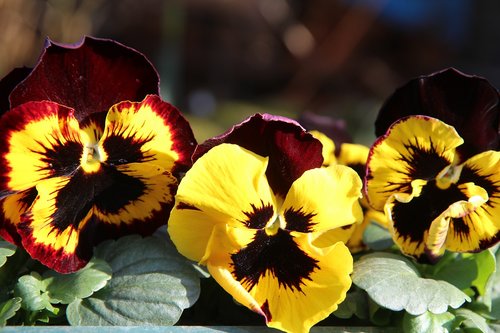 thoughts  flowering  spring