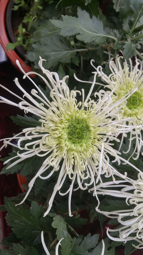 thousand buddha mountain chrysanthemum autumn