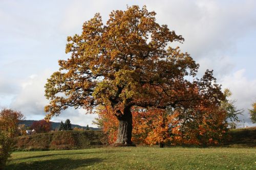 three the nature of the autumn