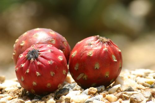 three fruit figs