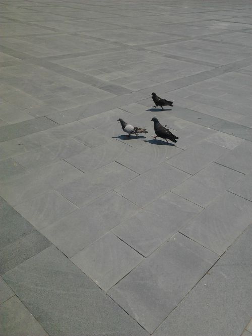 three beautiful pigeon