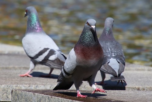 three  pigeons  city pigeon