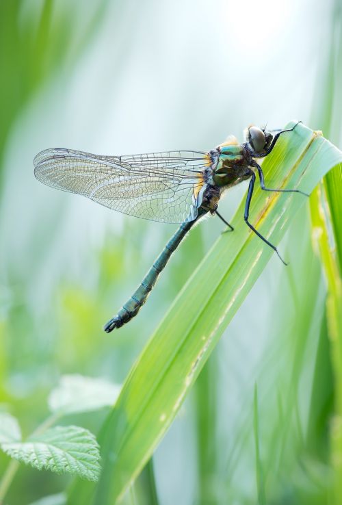 three aenea hawk dragonfly common emerald