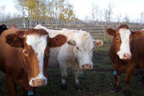 Three Amigos