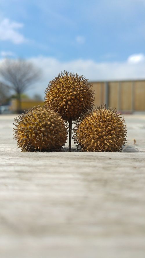 three balls chestnut brown