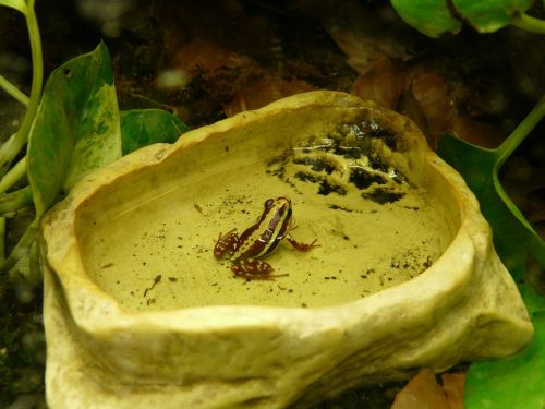 three baumsteiger frog frog epipedobates tricolor