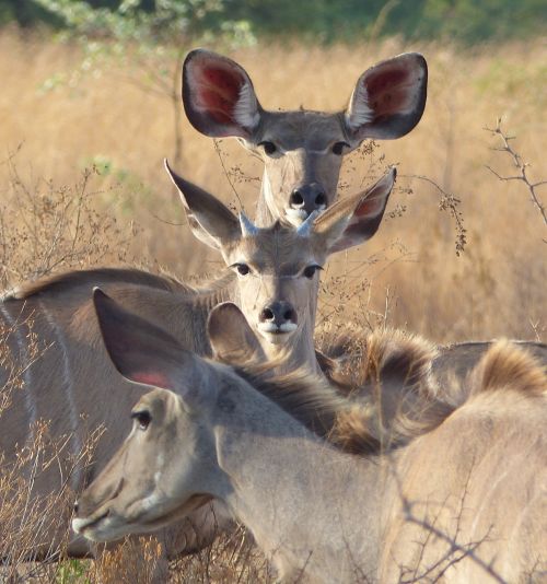 Three Deer