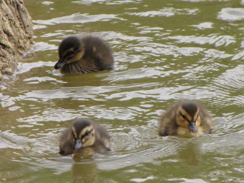 Three Ducklings