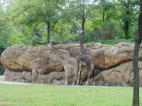 Three Giraffes