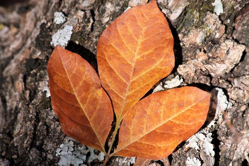 Three Golden Autumn Leaves