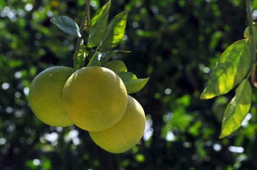 Three Grapefruits