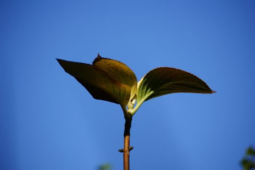 leaves blue freshness